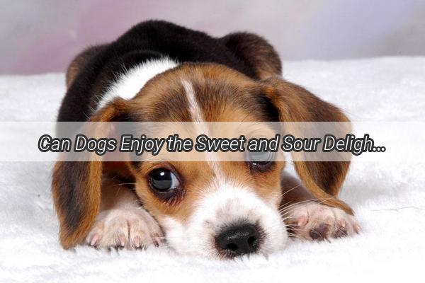 Can Dogs Enjoy the Sweet and Sour Delight of Hawthorn Ice Cream Discover the Truth